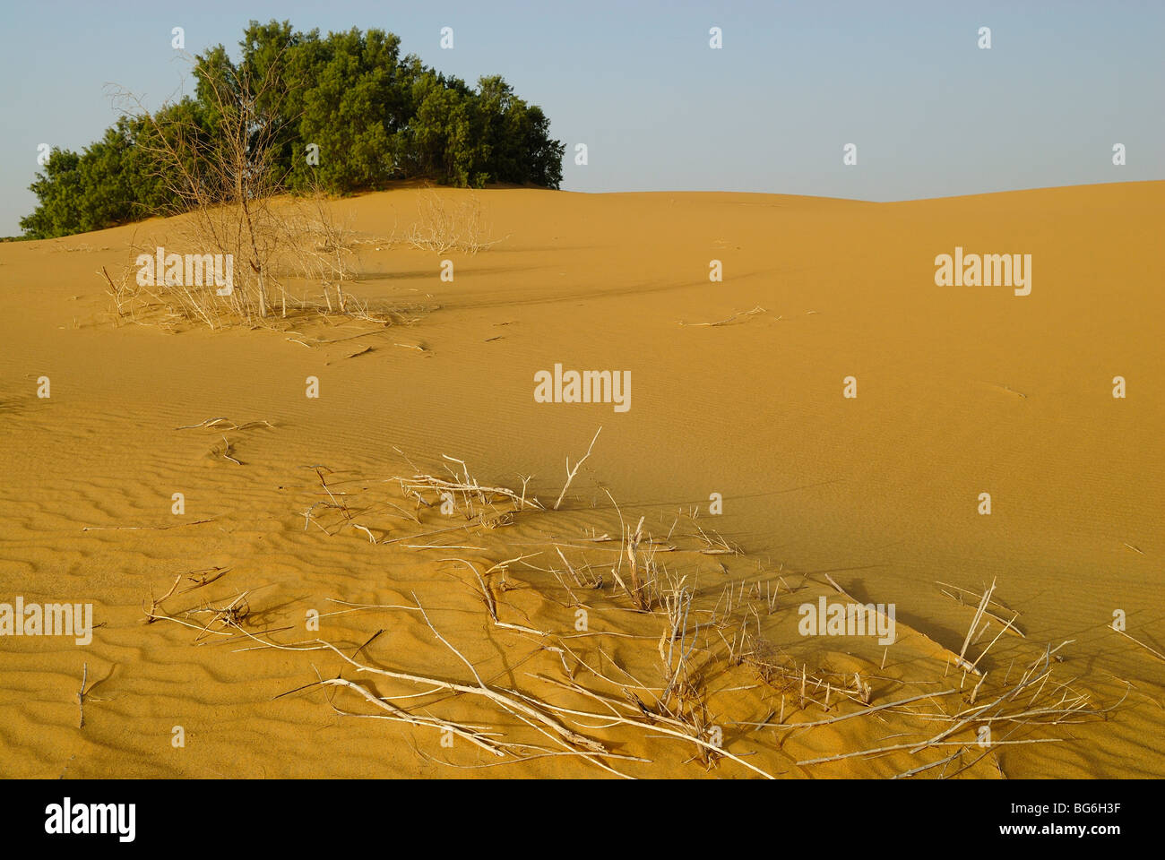 I rami di legno morto disteso sul giallo sabbia nel deserto occidentale di Egitto Foto Stock