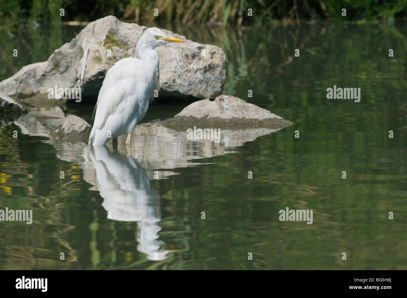 Francia, Camargue, un airone guardabuoi si riflette nell'acqua Foto Stock