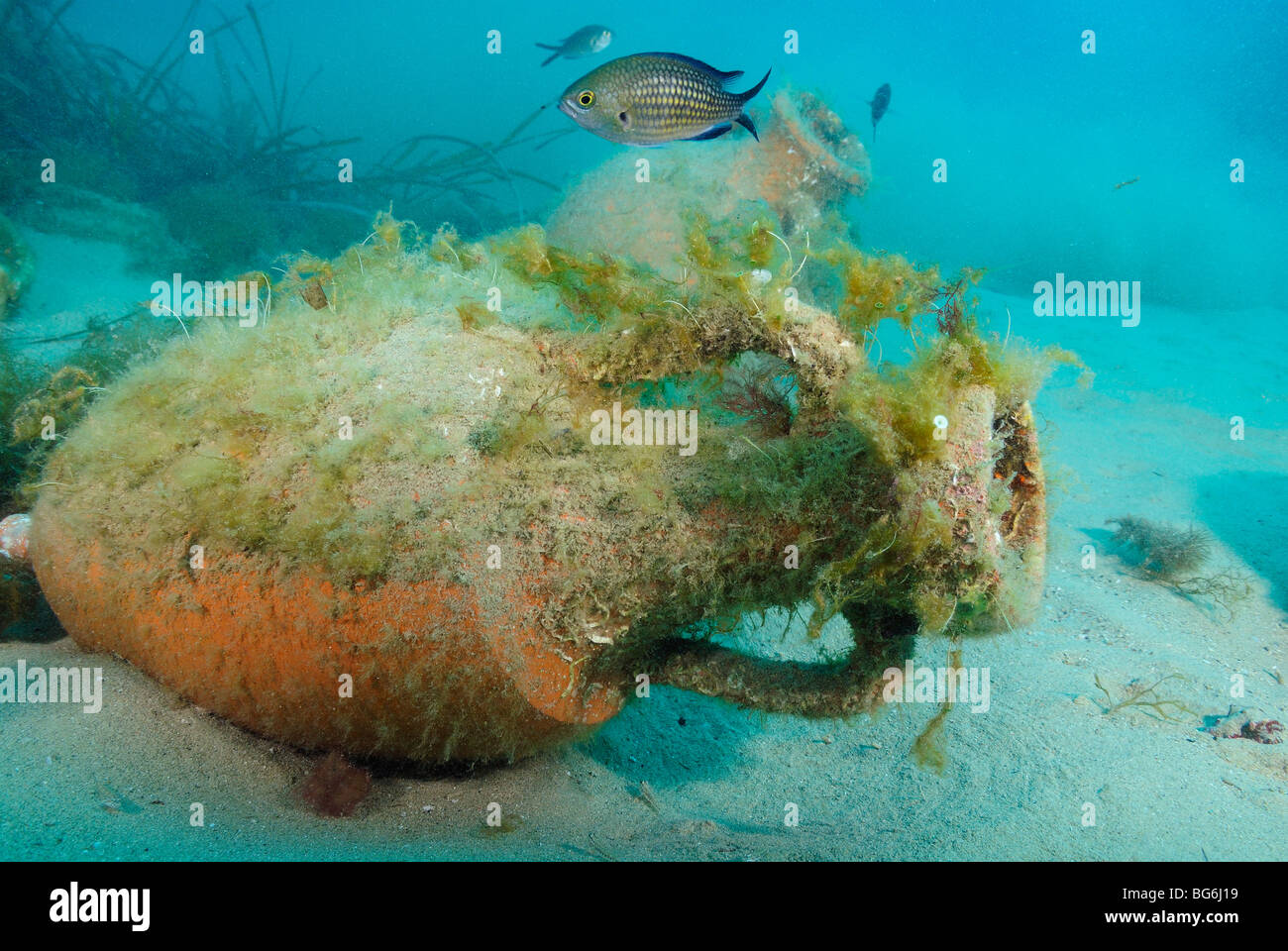Reef artificiale nella riserva di Larvotto off Monaco Foto Stock