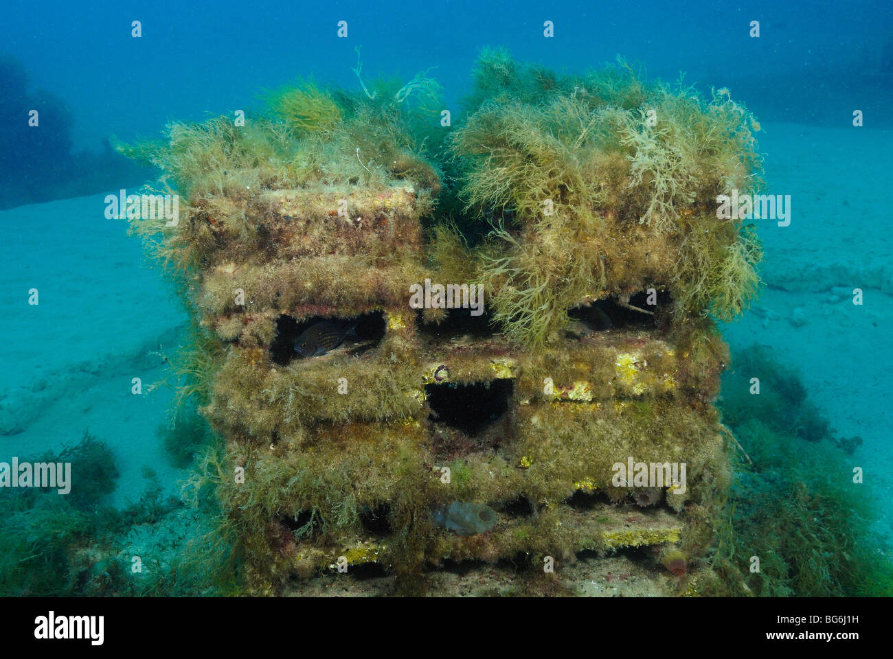 Reef artificiale nella riserva di Larvotto off Monaco Foto Stock