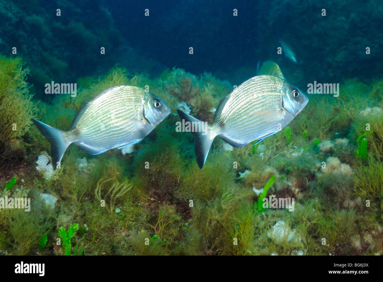 Dentice anulare di pesci nel mare Mediterraneo, off Monaco Foto Stock