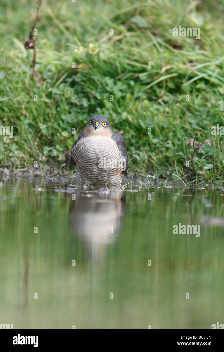 Sparviero (Accipter nisus) maschio a stagno vista frontale Foto Stock