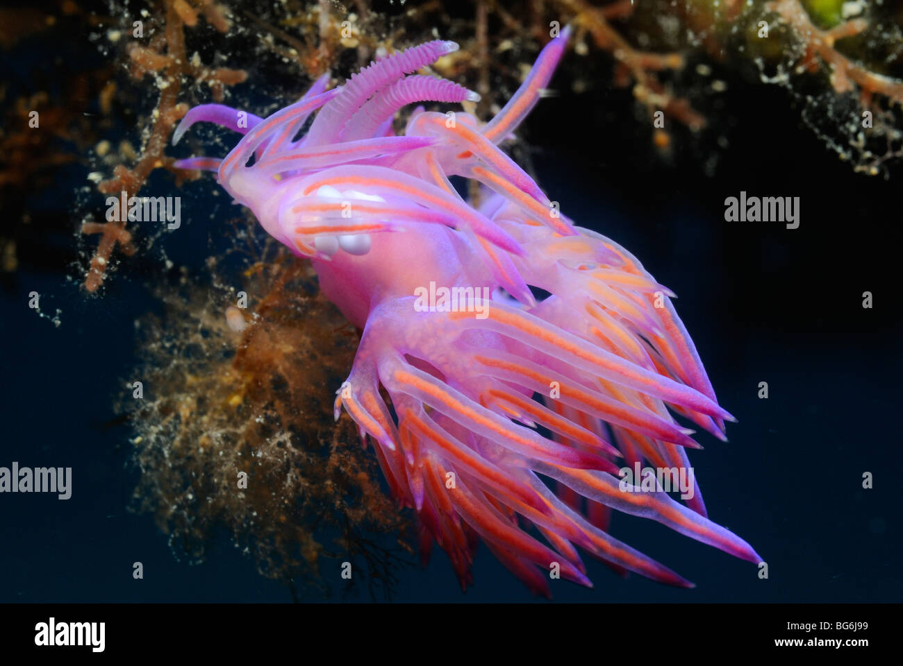 Rosa mare slug nel mare Mediterraneo Foto Stock