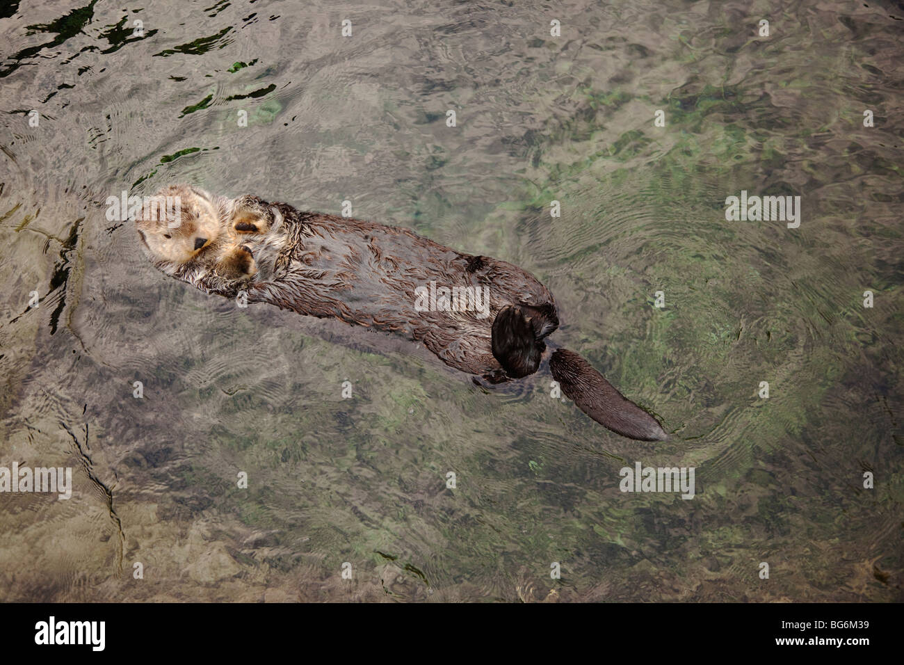 Captive sea otter (Enhydra lutris) presso l'Aquarium di Vancouver, Vancouver, British Columbia, Canada Foto Stock