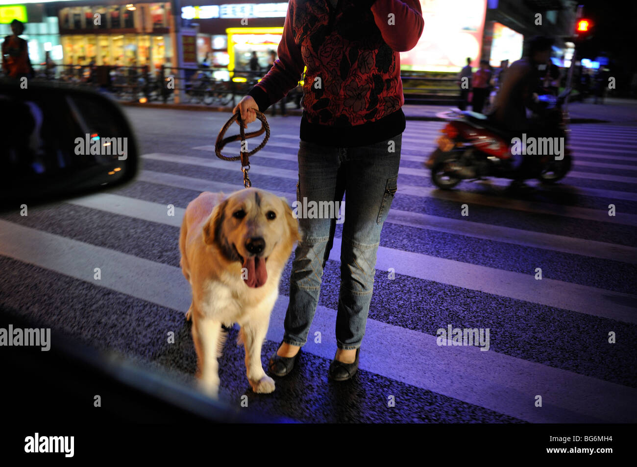 Un cane guida a Shanghai in Cina.19-ott-2009 Foto Stock