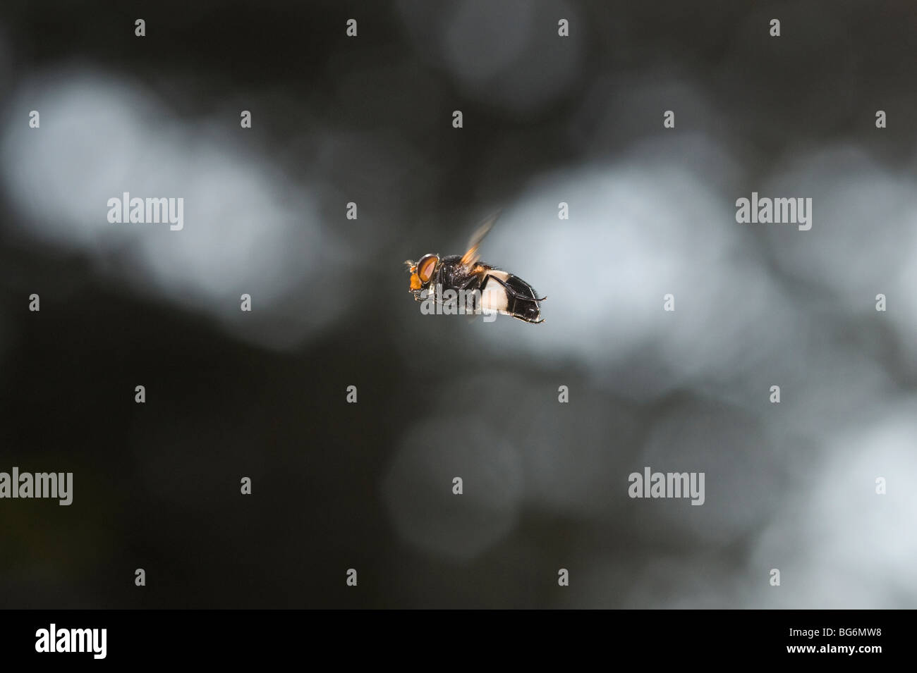 L'Italia, Piemonte, Oulx (a), un dipteron sul parafango, Volucella pellucens Foto Stock