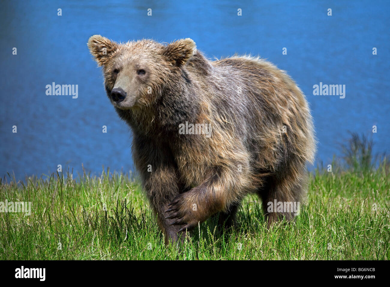 Unione l'orso bruno (Ursus arctos) sulla riva del fiume, Svezia Foto Stock