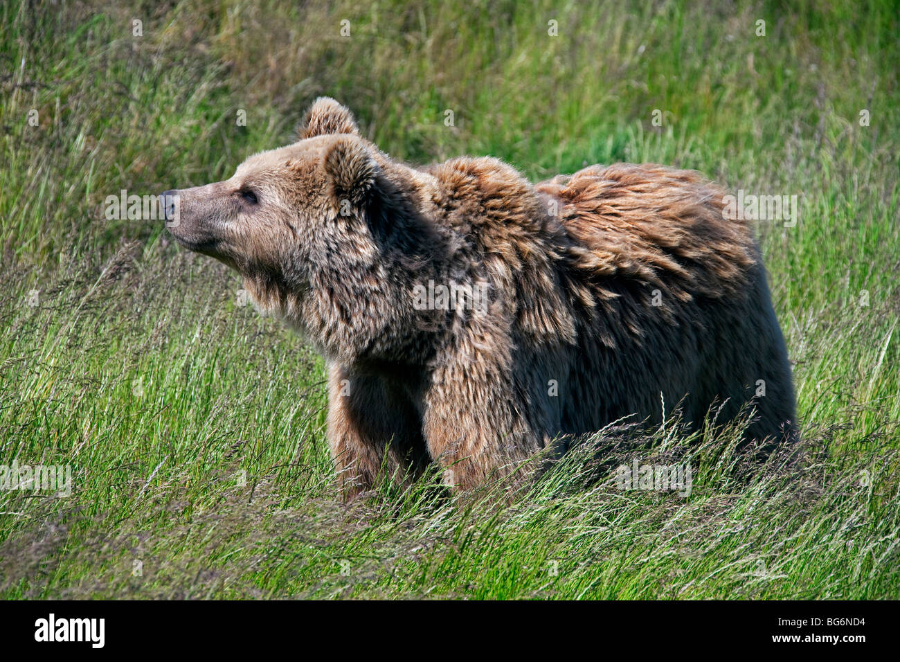 Unione l'orso bruno (Ursus arctos) ritratto in prato, Svezia Foto Stock