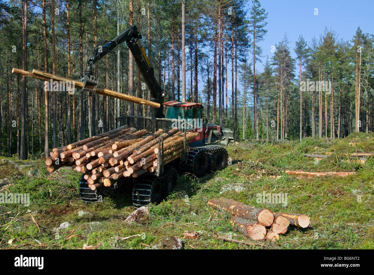 Industria di registrazione che mostra il legname / alberi essendo caricato sulla silvicoltura / Timberjack harvester in pineta Foto Stock