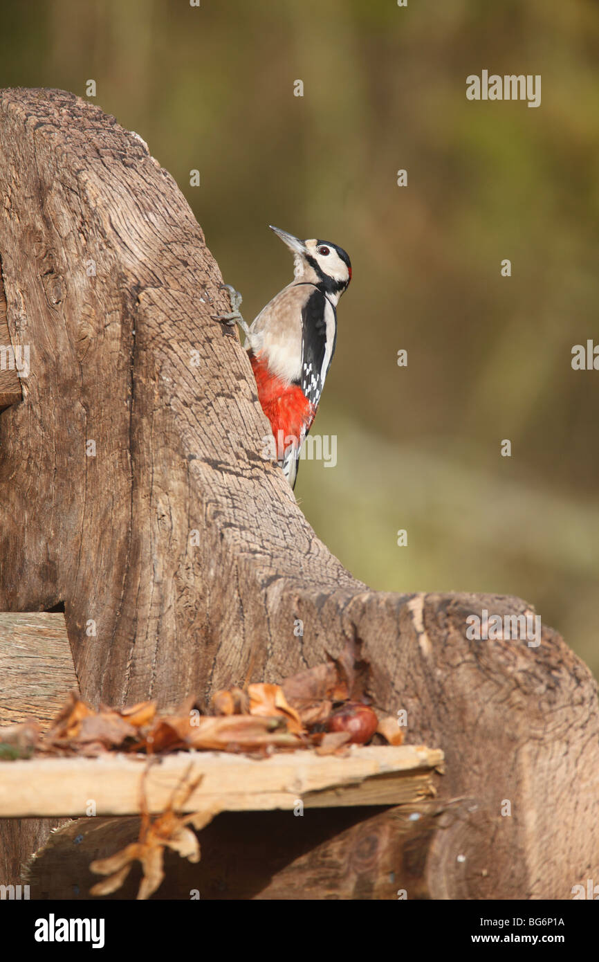 Picchio rosso maggiore (Dendrocopus major) maschio appollaiate sul lato del sedile da giardino Foto Stock