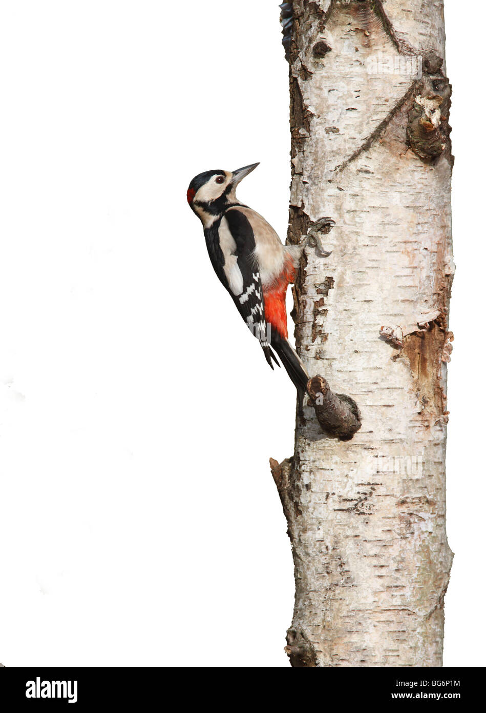 Picchio rosso maggiore (Dendrocopus major) maschio in cerca di cibo sul marcio argento moncone di betulla sfondo bianco Foto Stock