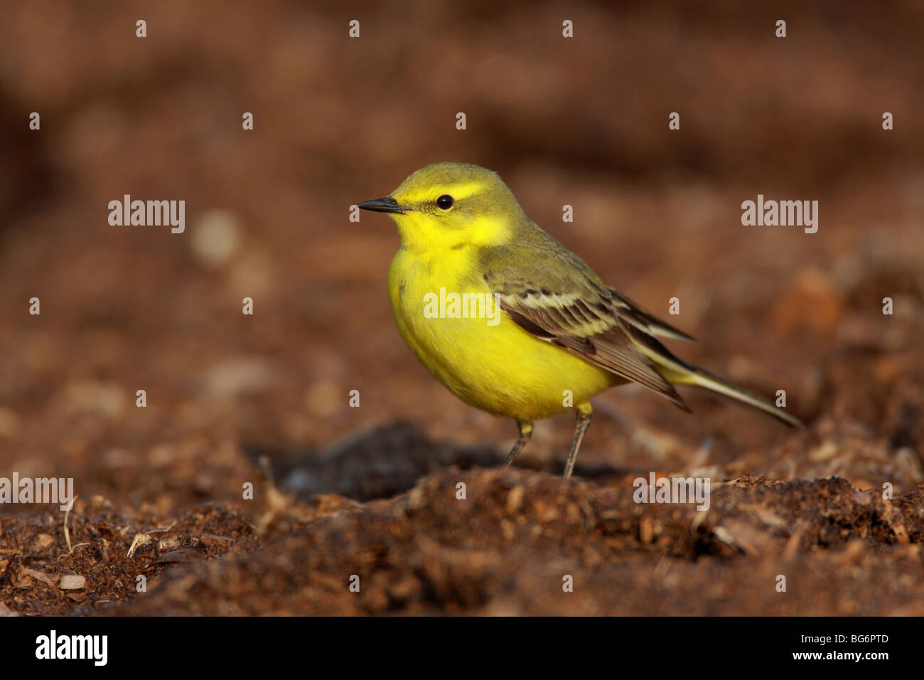 Maschio Wagtail giallo, Motacilla flava, UK. Foto Stock