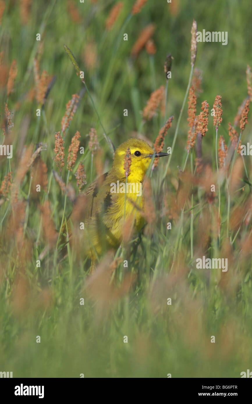 Maschio Wagtail giallo, Motacilla flava, tra erbe, UK. Foto Stock