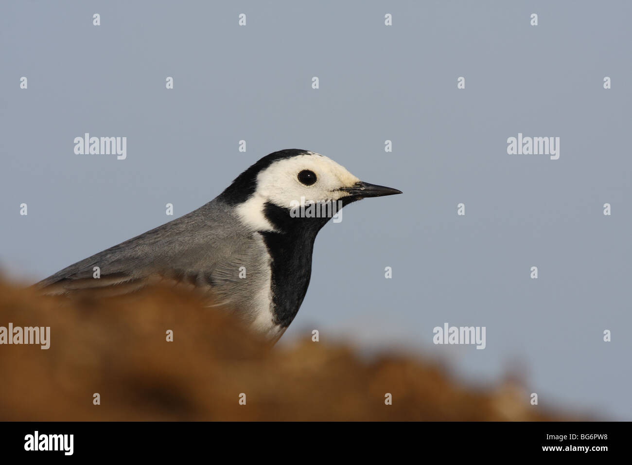 White Wagtail, Montacilla alba alba, closeup, UK. Foto Stock