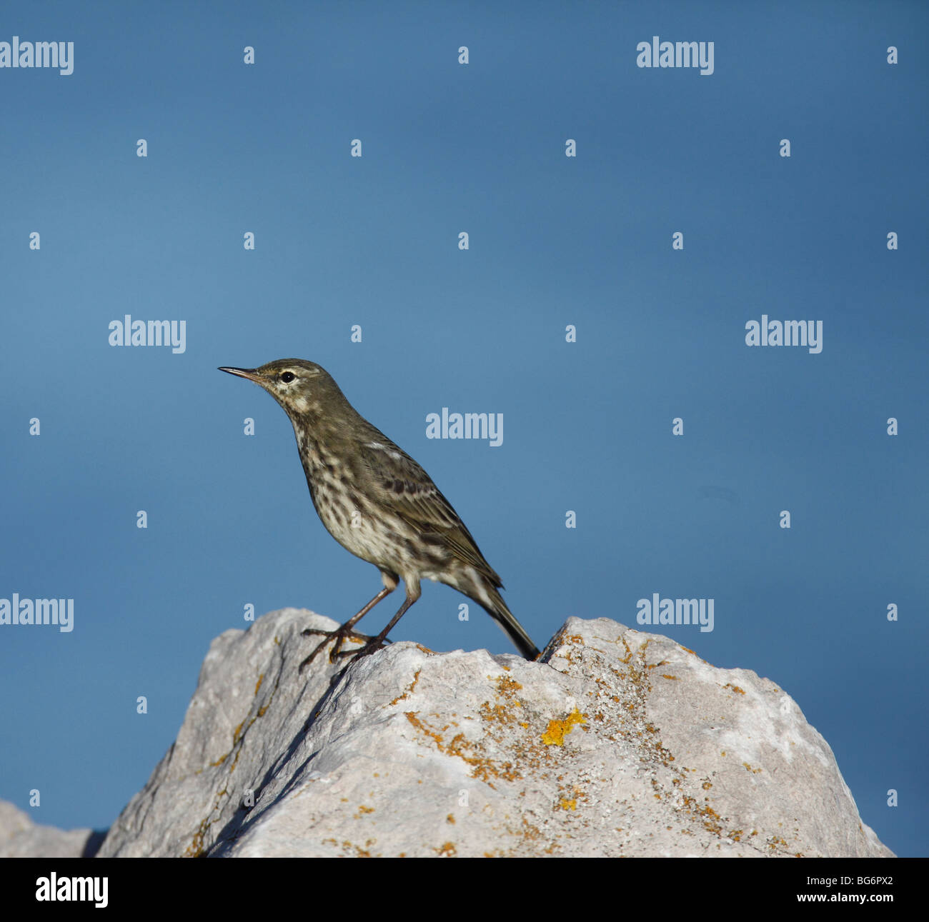 Rock pipit (Anthus spinoletta petrosa) appollaiate su rock contro il cielo blu Foto Stock