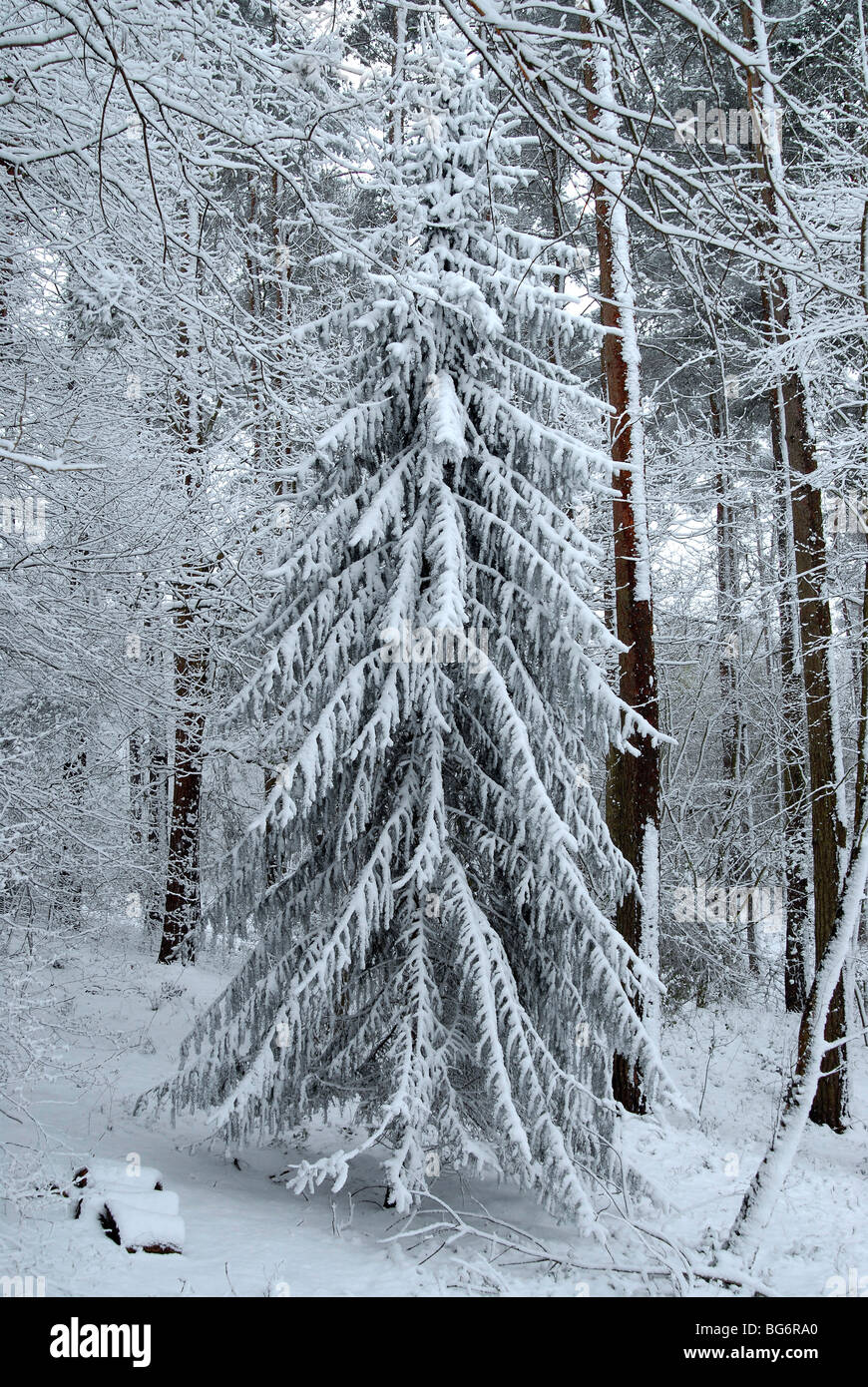 Albero di natale nel bosco con neve aggrappati ai rami dopo una pesante caduta Foto Stock