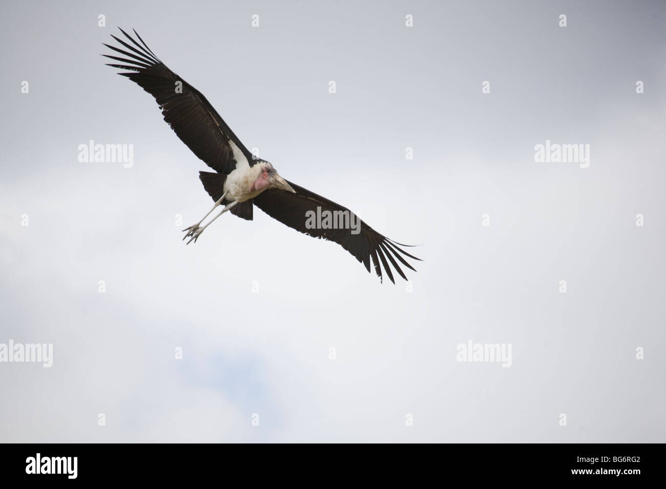 Marabou Stork (Leptoptilus crumeniferus) in volo su pianure del Serengeti Foto Stock