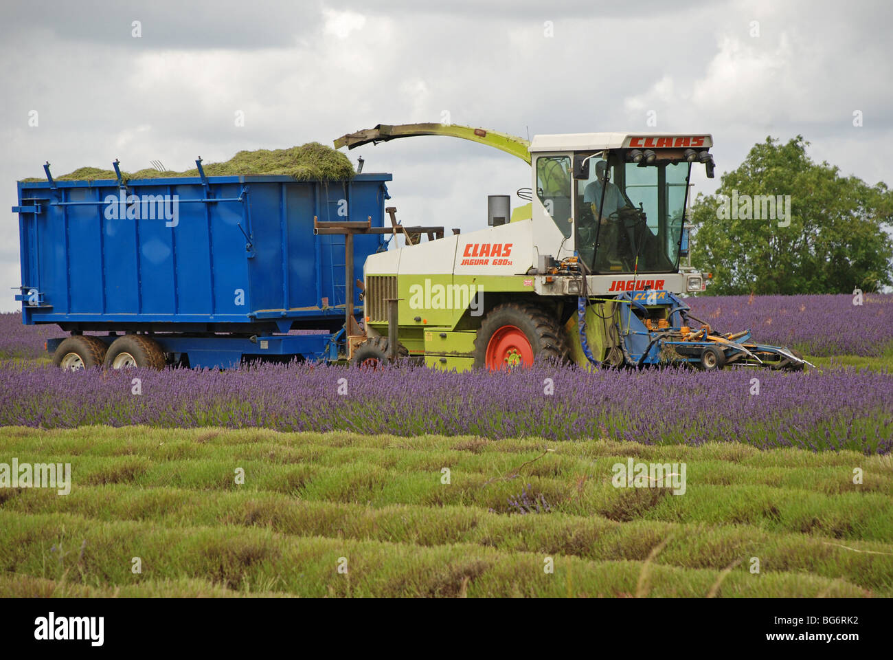 La raccolta di lavanda Snowshill raccolto Gloucestershire Foto Stock
