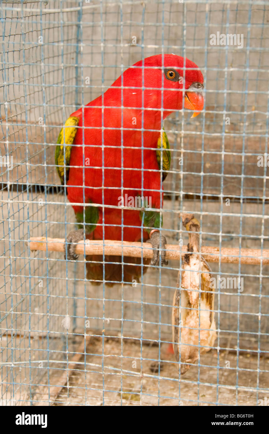 Parrot per la vendita in Pasar Ngasem bird market, Yogyakarta, Java, Indonesia Foto Stock