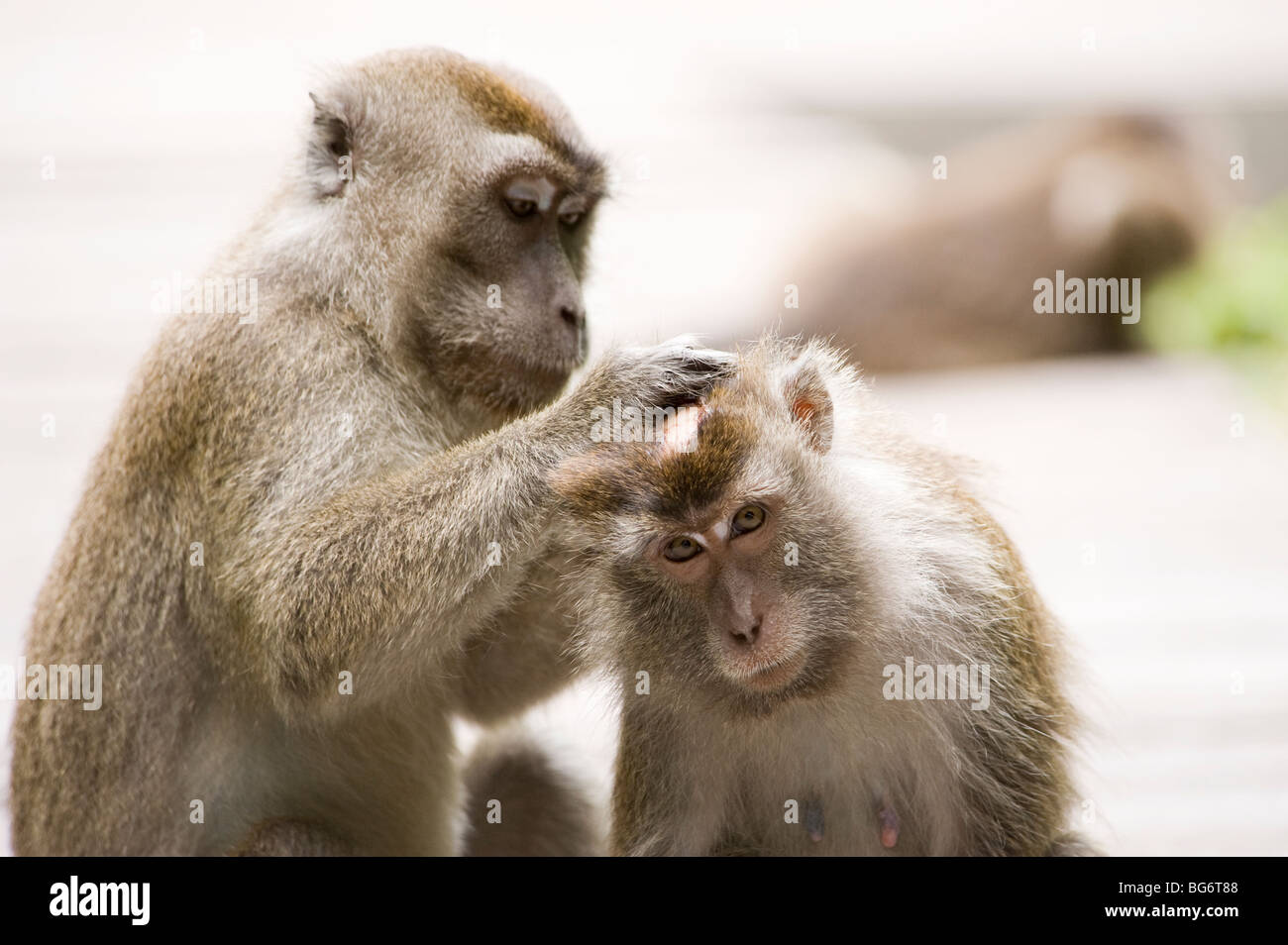 Lunga coda Macaque monkey in Tanjung messa national park, Borneo Foto Stock