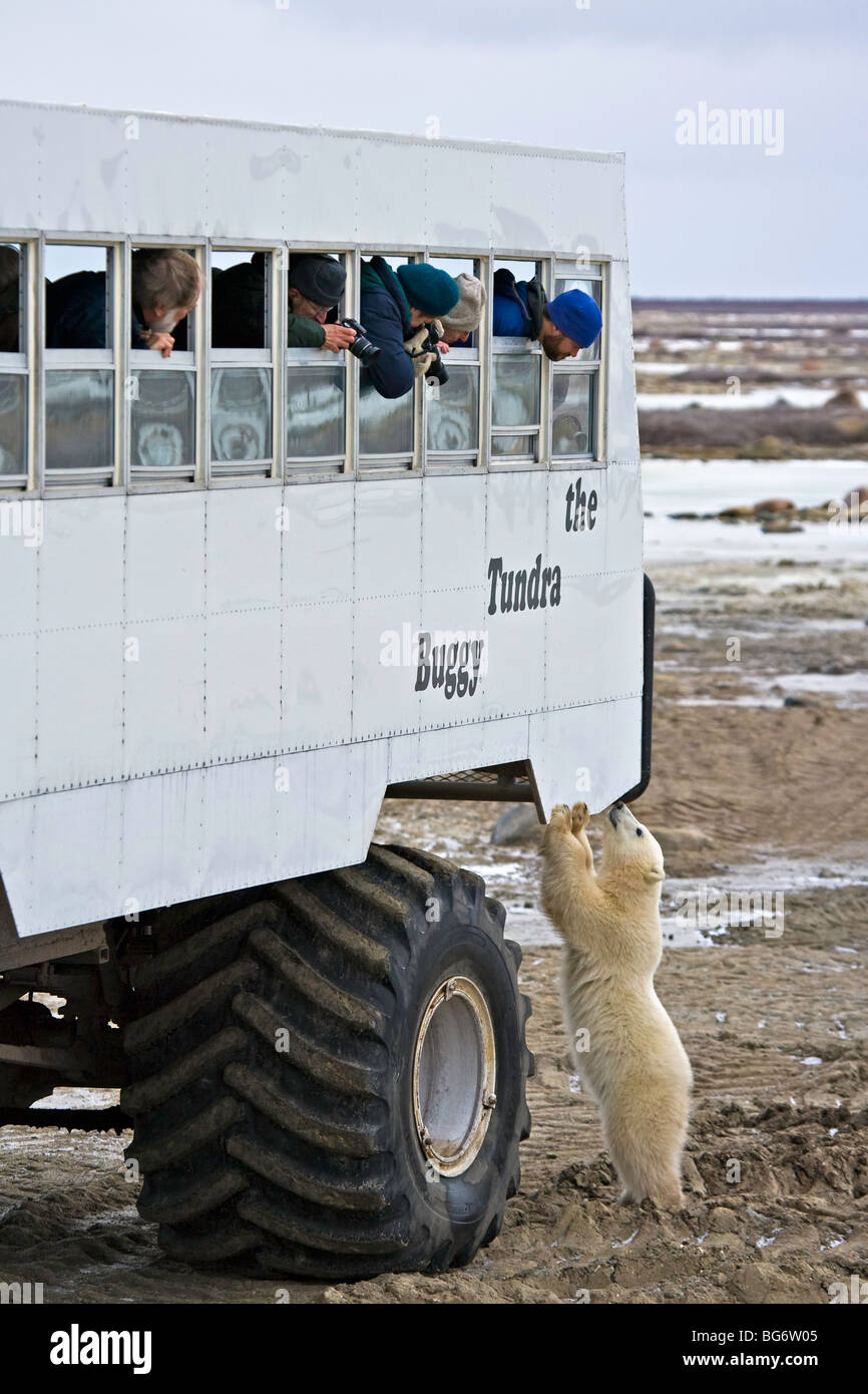 Orso polare, Ursus maritimus, 11 mesi ad esplorare un tundra buggy in The Churchill Wildlife Management Area, Baia di Hudson, Churc Foto Stock