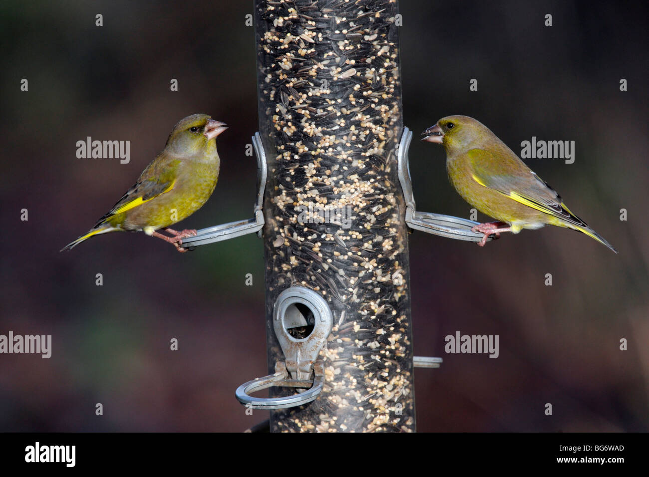 Verdone, Carduelis chloris, due uccelli su un bird feeder, Shropshire 2009 Foto Stock