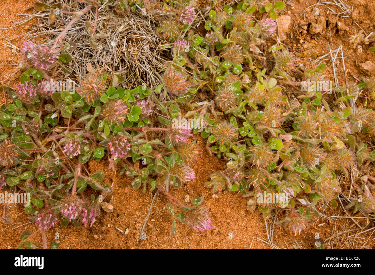 Trifoglio di Rose Trifolium hirtum, naturalizzato in Western Australia. Foto Stock