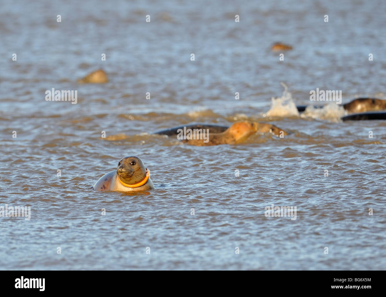 Le foche grigie nel surf a Donna Nook. Hallchoerus grypus Foto Stock