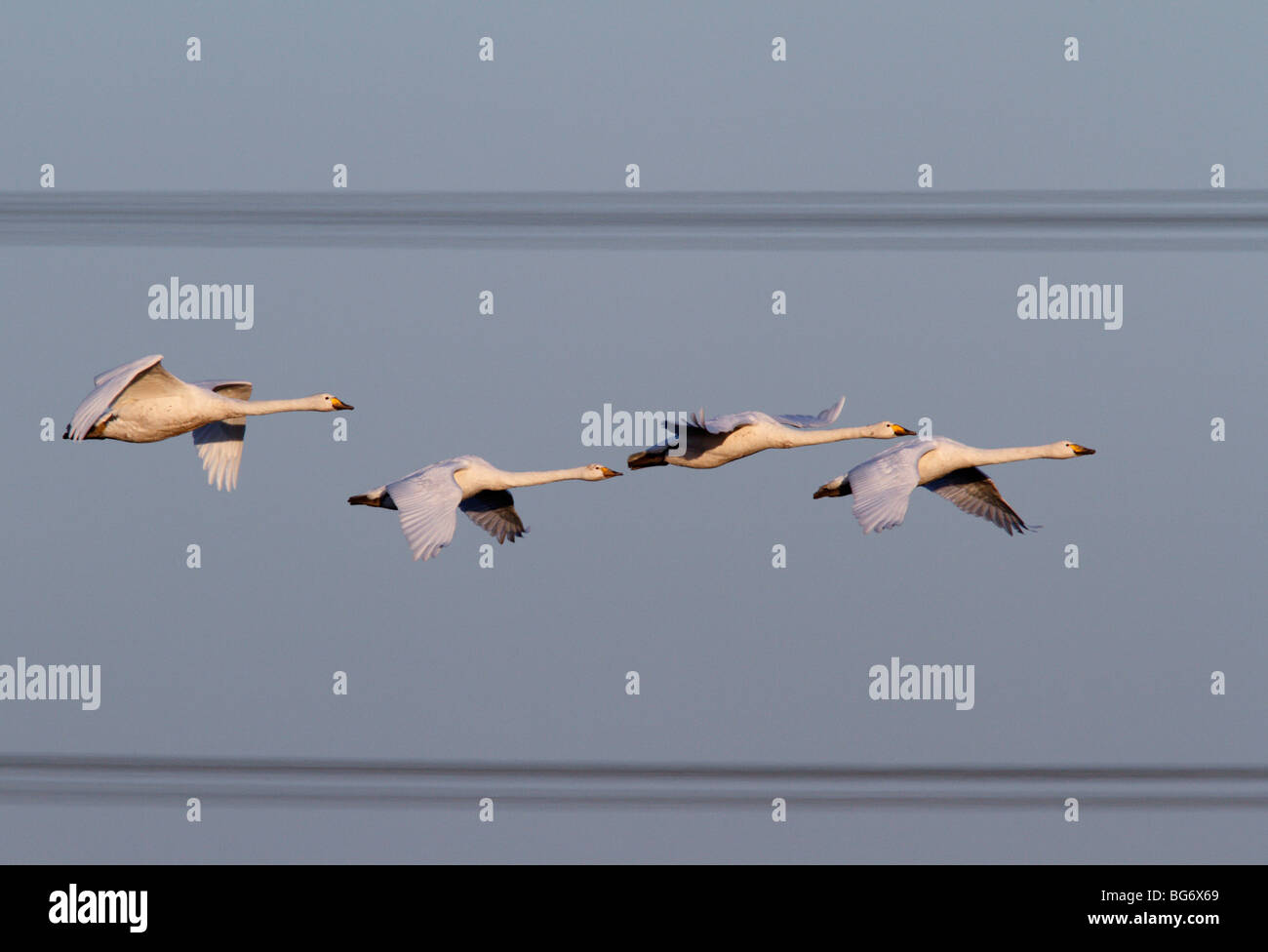 Whooper Swan Cygnus cygnus volo dei cavi di alimentazione Foto Stock