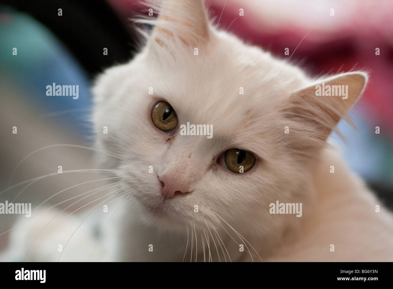 White kitten staring closeup adorabili Foto Stock