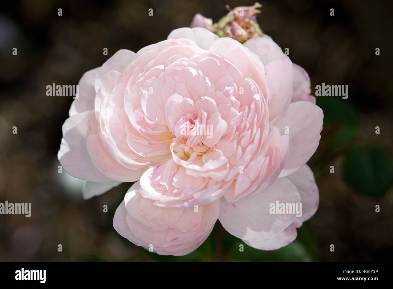 "Eglantyne, Ausmak' rosa inglese, Engelsk ros (rosa) Foto Stock