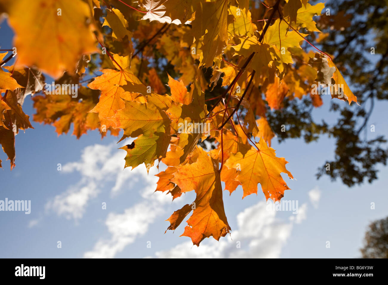 Rovere, Ek (Quercus robur) Foto Stock