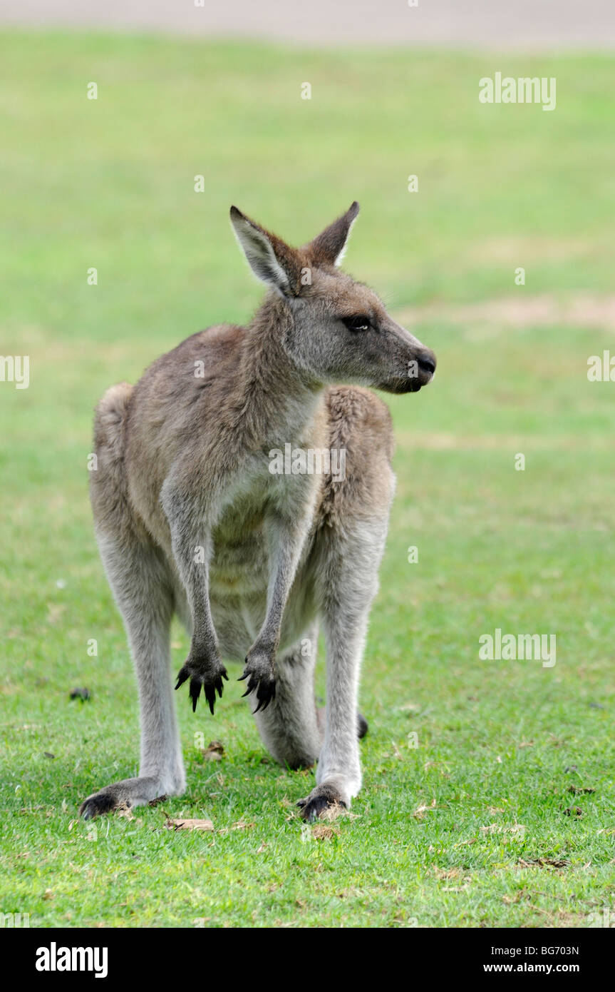 Un selvaggio canguro grigio in un campeggio a Murrarmarang vicino Bateman's Bay nel Nuovo Galles del Sud in Australia. Foto Stock