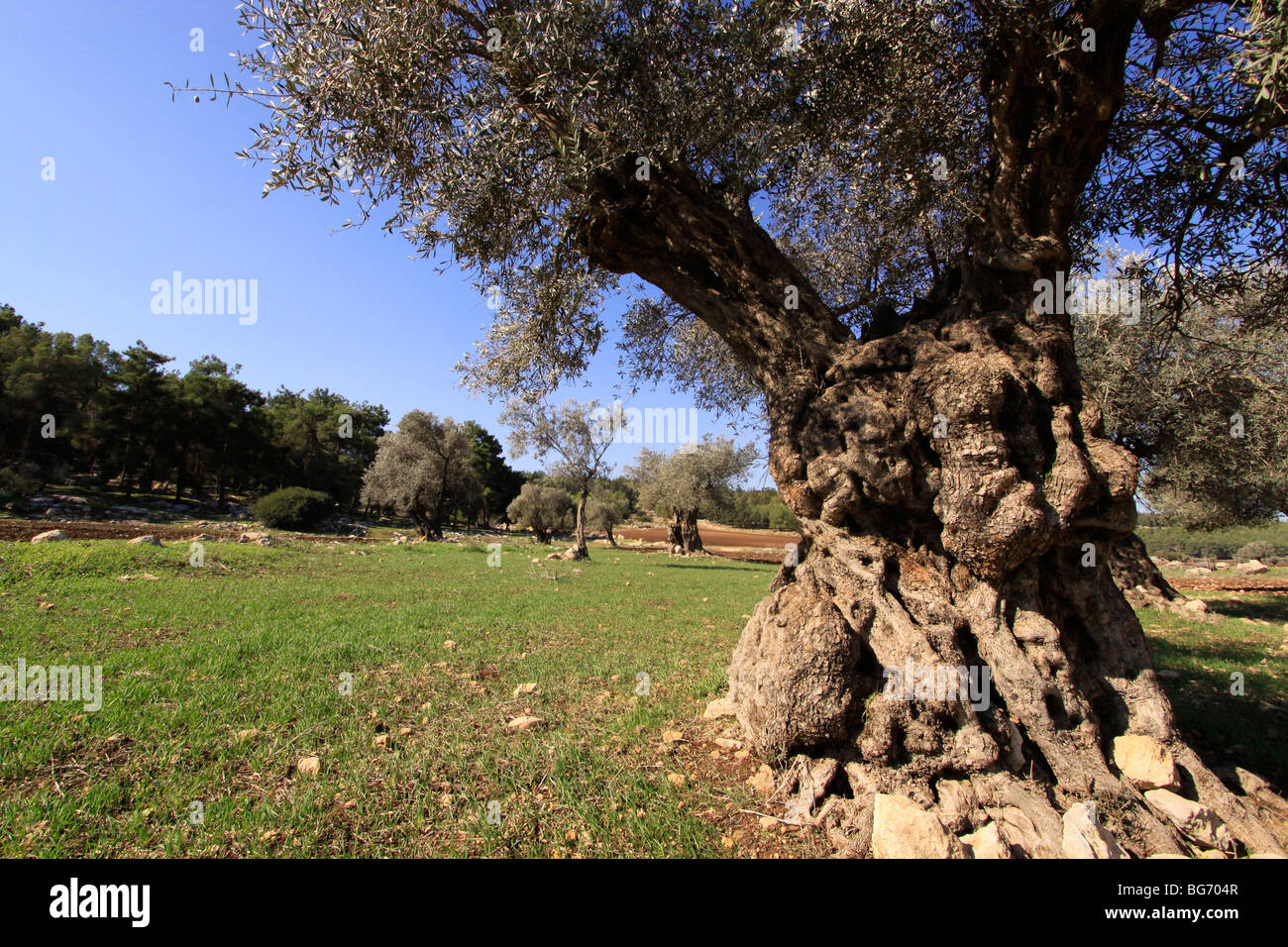 Israele, Bassa Galilea, un oliveto da Kiryat Ata forest Foto Stock