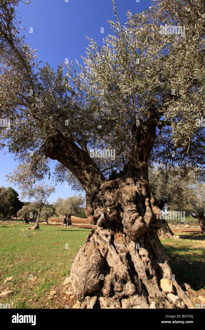 Israele, Bassa Galilea, un oliveto da Kiryat Ata forest Foto Stock