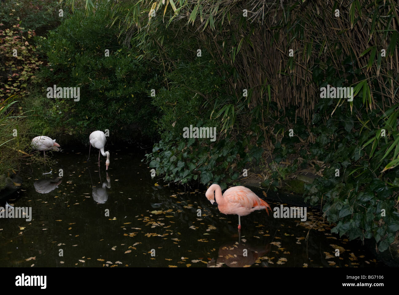 Kensington roof garden, Kensington High Street London REGNO UNITO Foto Stock