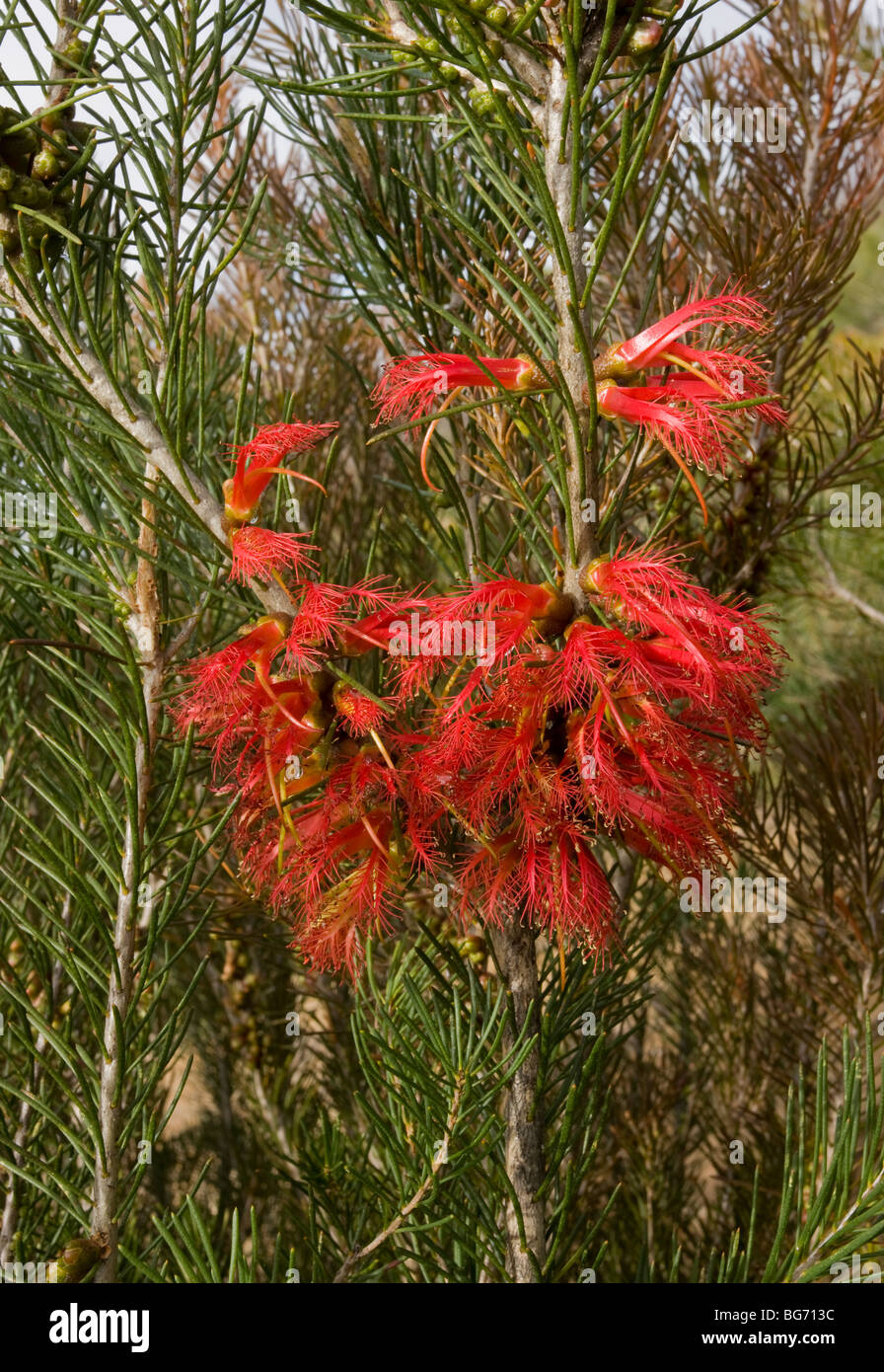 Comune bussola netto Calothamnus quadrifidus, nei pressi di Kalbarri, Western Australia. Foto Stock