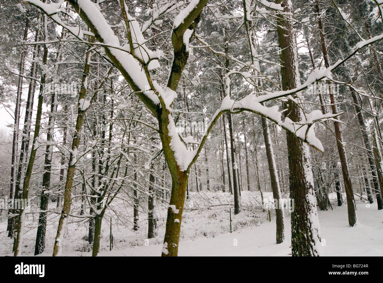 Il carpino tronco di albero con neve aggrappandosi ad esso circondato da pini nel bosco Foto Stock