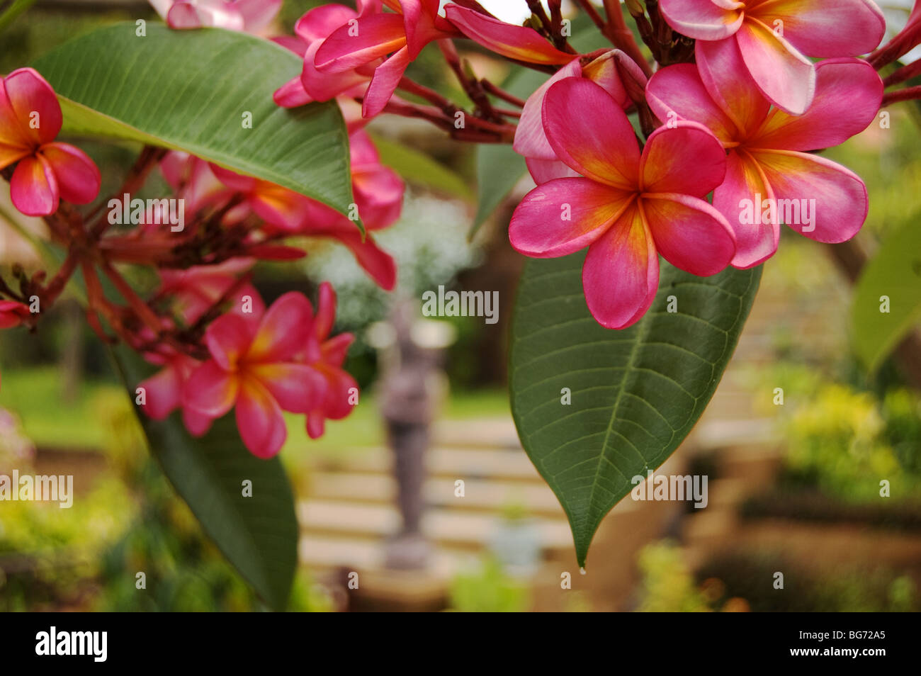 Il frangipani fiori in un giardino Balinese Foto Stock