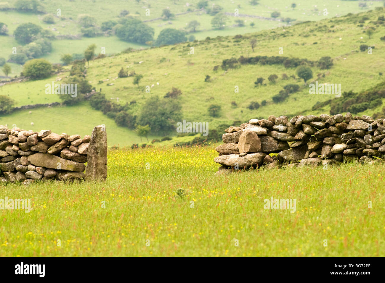 Apertura in pietra a secco parete che separa il campo di erba e trifoglio, Dartmoor Devon UK Foto Stock