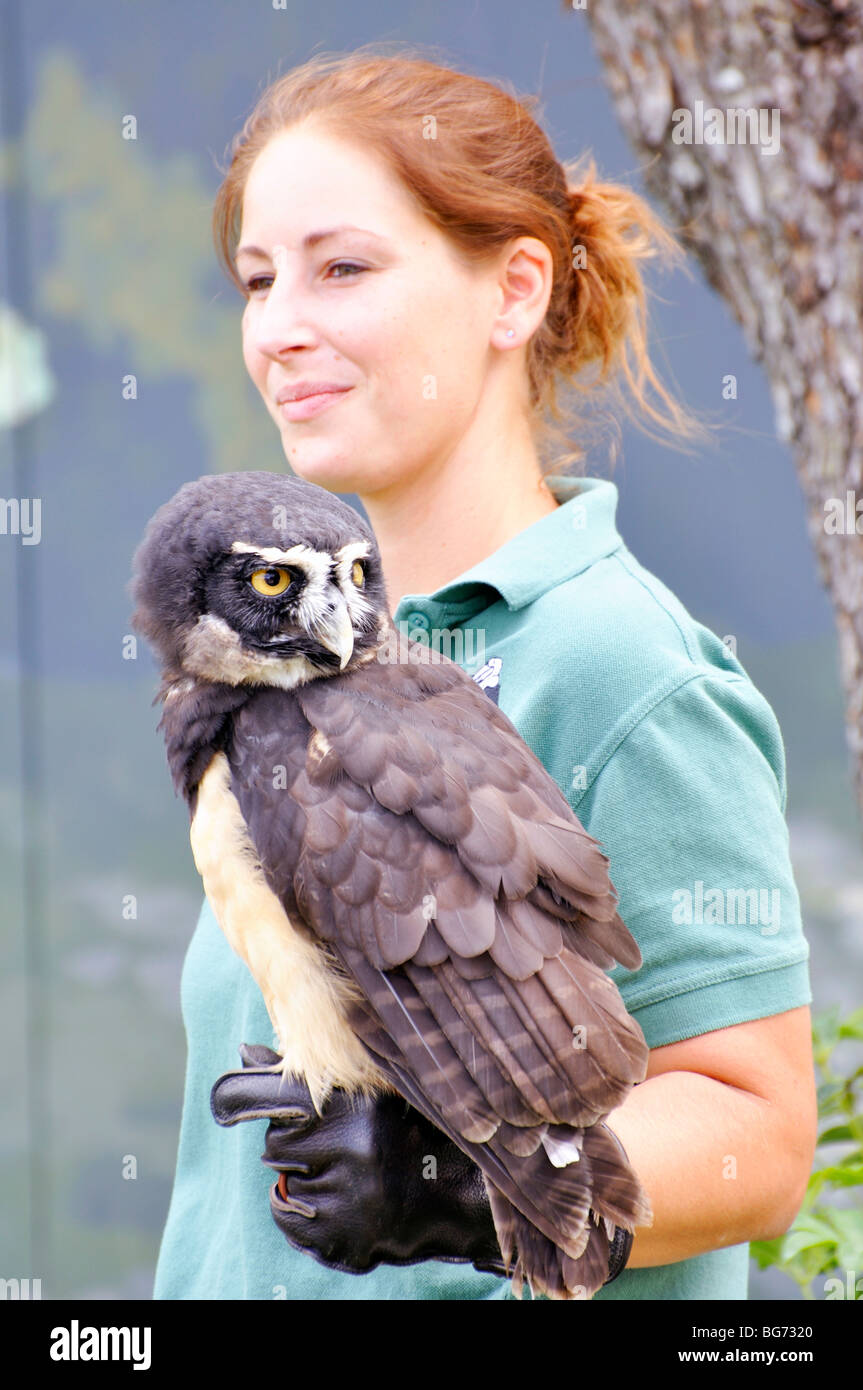 Spectacled owl (Pulsatrix perspicillata) con trainer Foto Stock