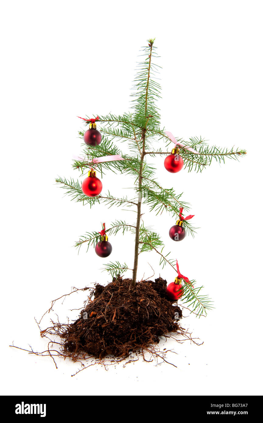 Il Natale di recessione con un povero albero della natura Foto Stock
