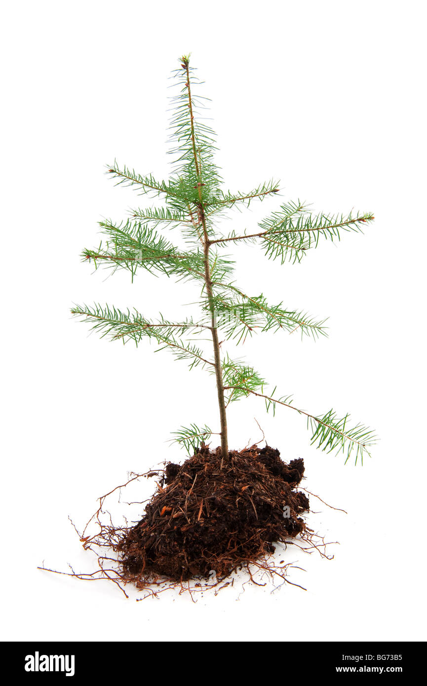 Albero di natale in tempo di recessione isolato su bianco Foto Stock