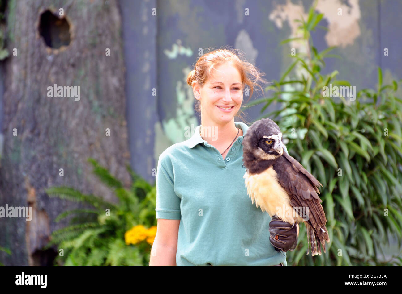 Spectacled owl (Pulsatrix perspicillata) con trainer Foto Stock