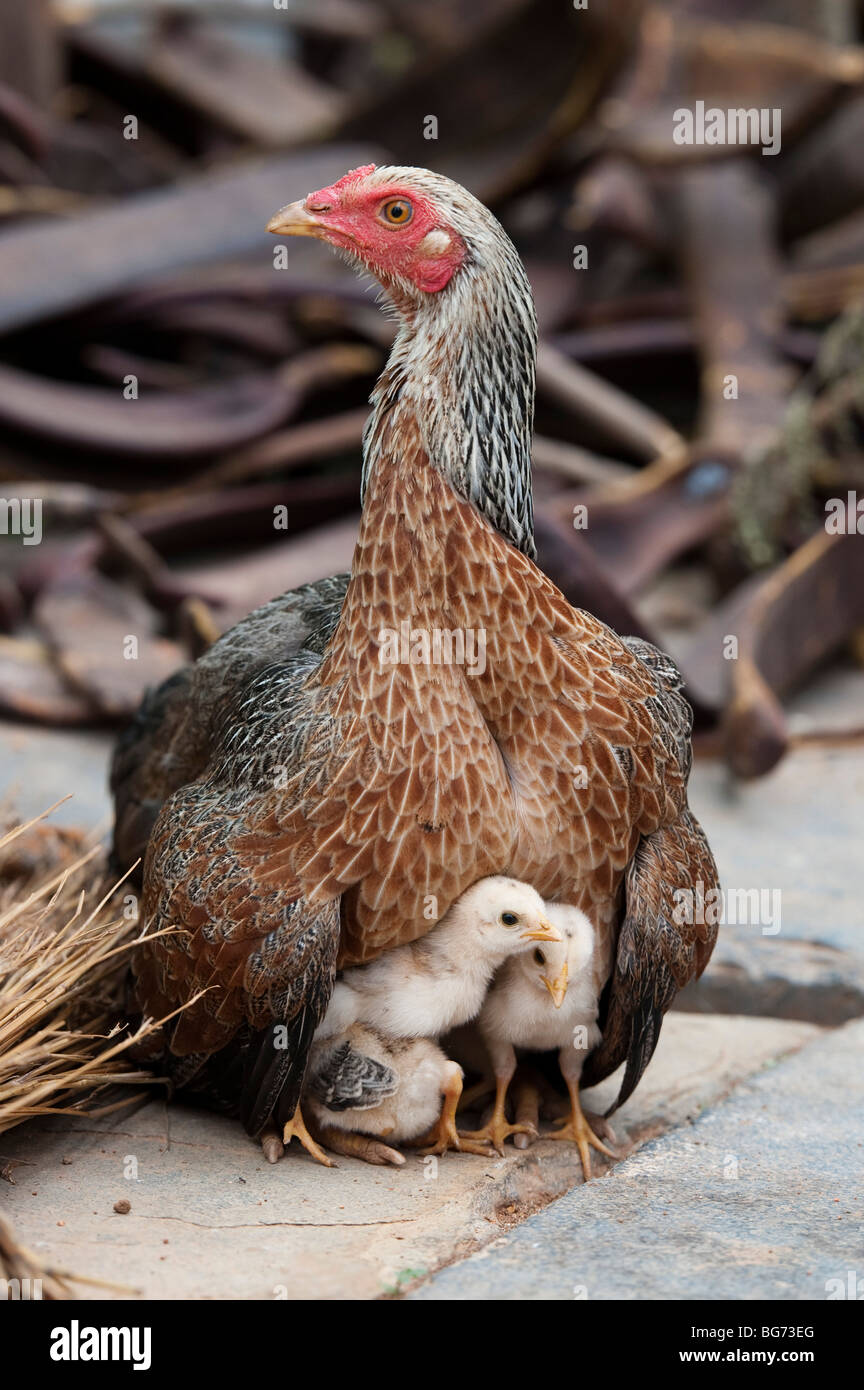 Chioccia protegge i suoi pulcini in India Foto Stock