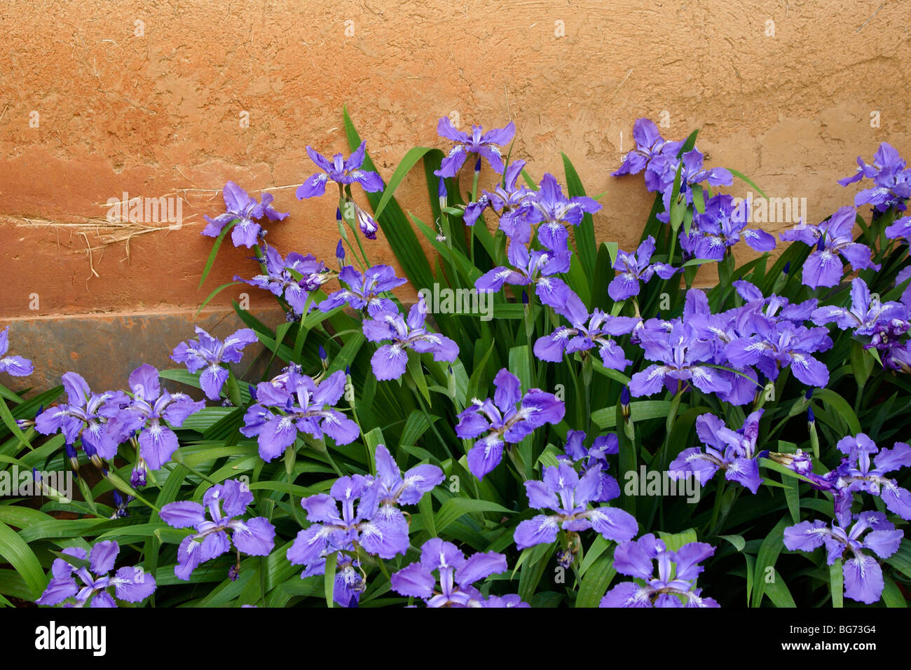 Iris Viola contro il fango-muro di mattoni Foto Stock