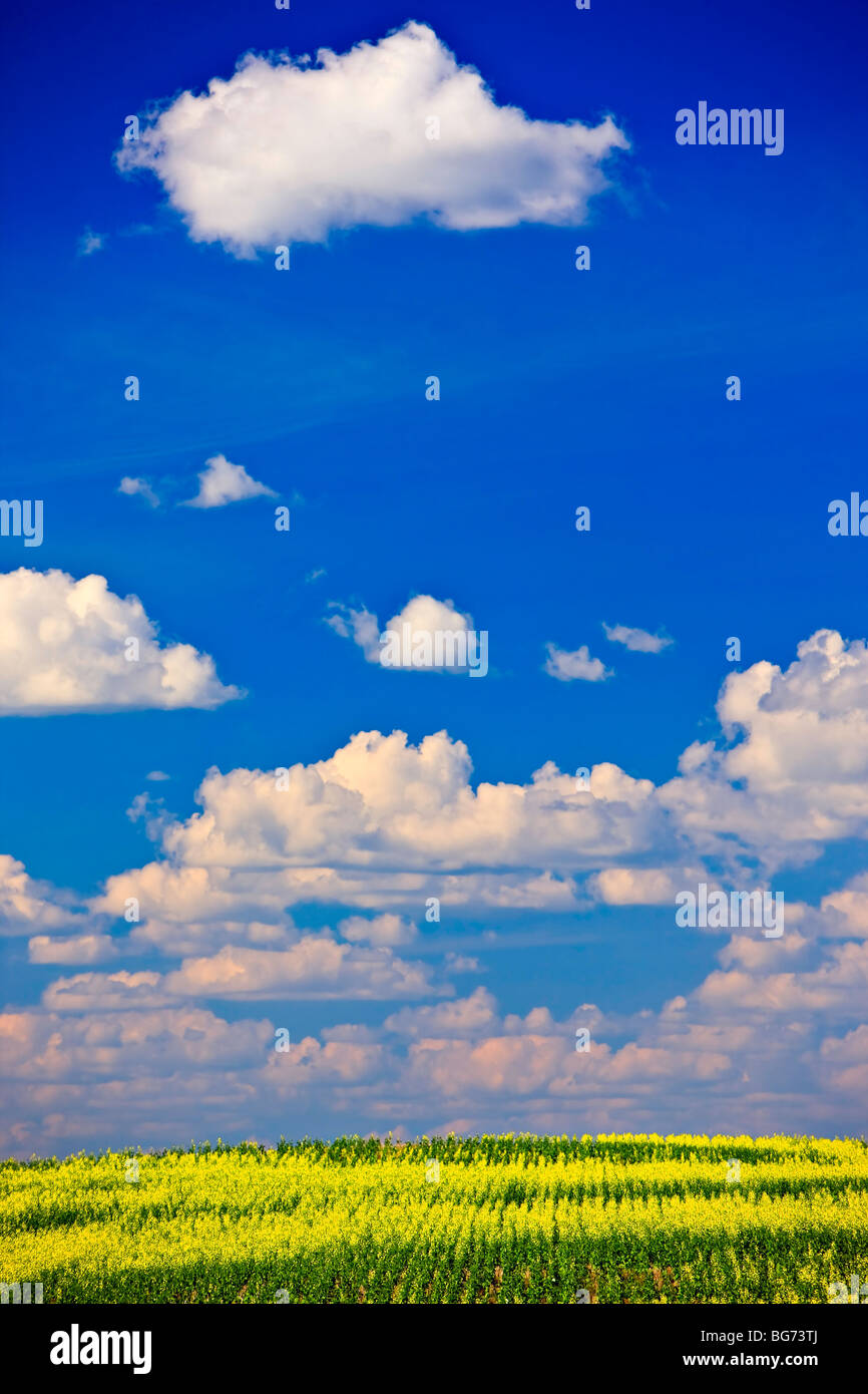 Campo di Canola in qu'appelle Valley, Saskatchewan, Canada. Foto Stock