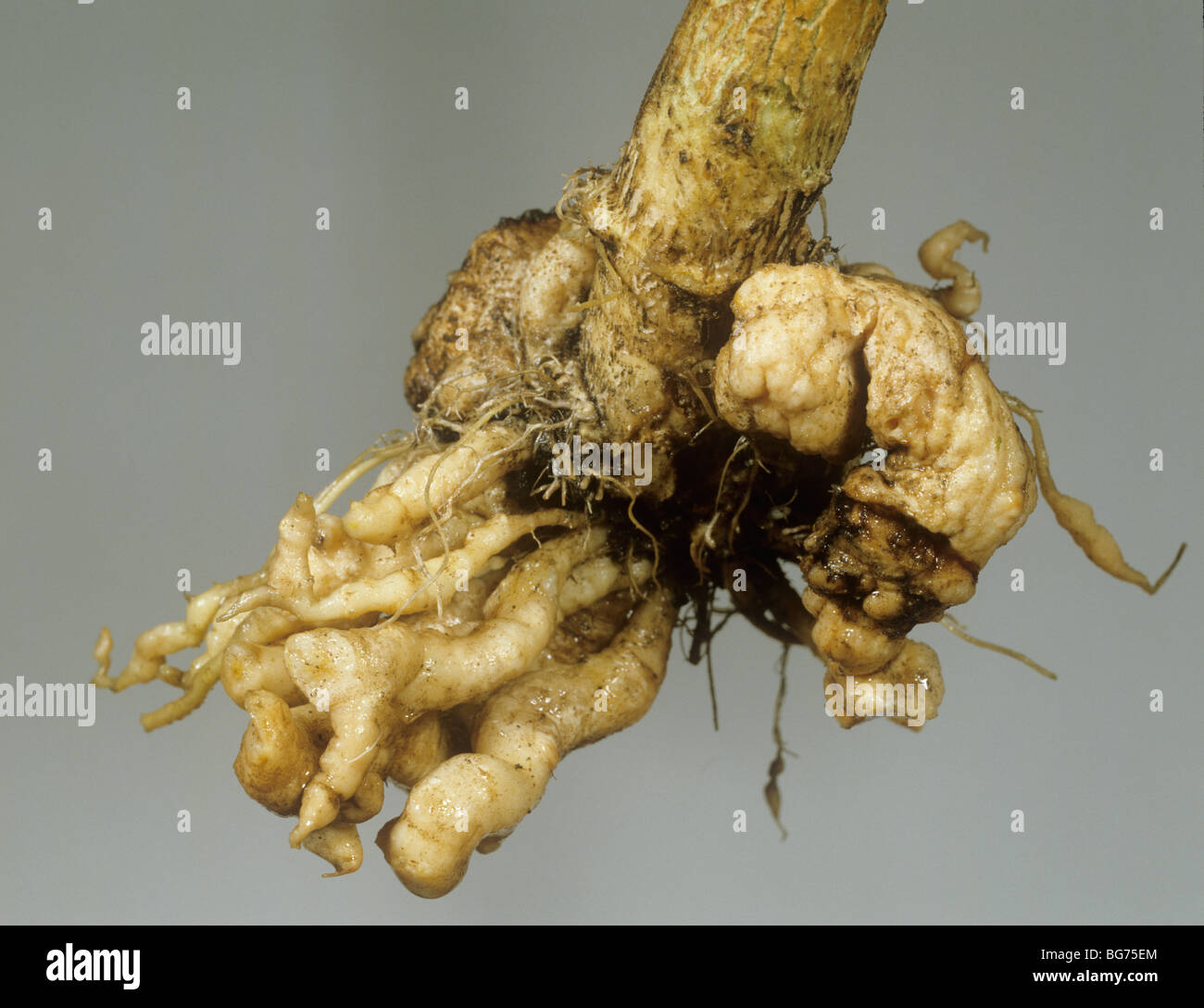 Clubroot (Plasmodiophora brassica) distorta root su una pianta di cavolo Foto Stock