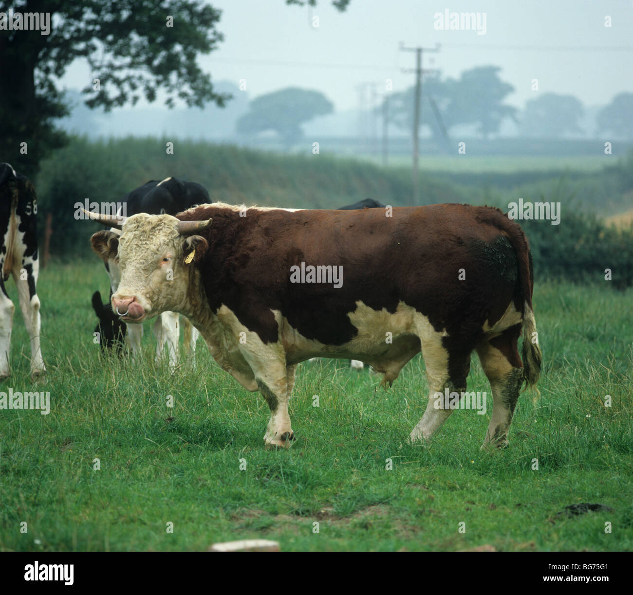 Hereford bull con il frisone giovenche in una nebbiosa mattina di agosto Foto Stock