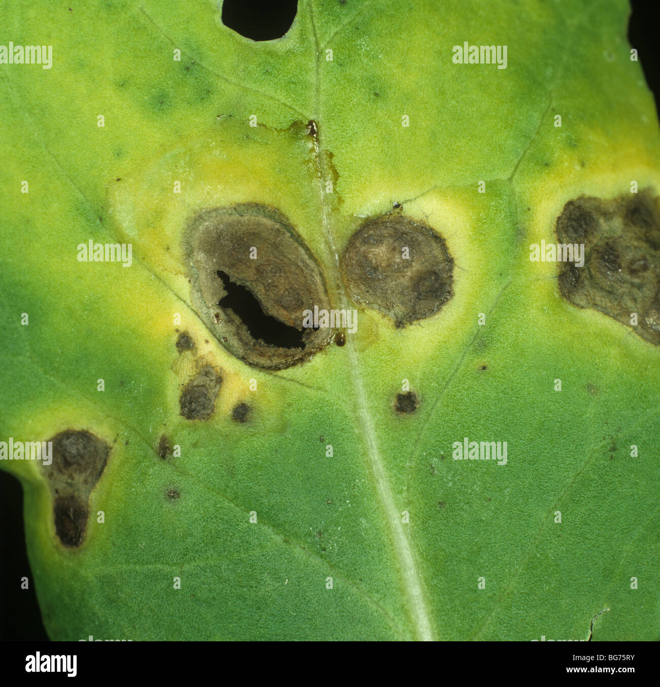 Foglie scure spot (Alternaria brassicicola) lesioni su una foglia di cavolo Foto Stock